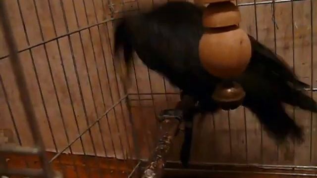 Перепелиное яйцо №2 смотреть онлайн