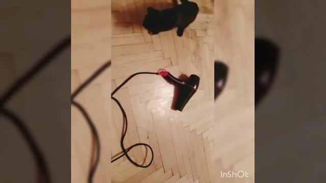 СМОТРЕТЬ ВСЕМ!!! Что она делает с ФЕНОМ??? смотреть онлайн