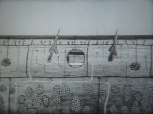 Физиология человека. Кожа и гигиена одежды