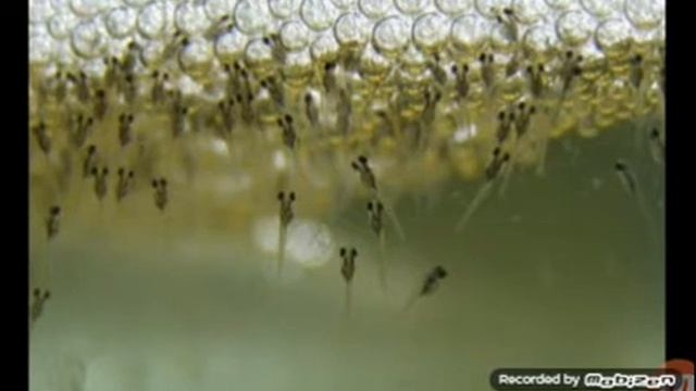 Разведение гурами смотреть онлайн