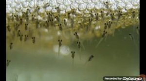 Разведение гурами