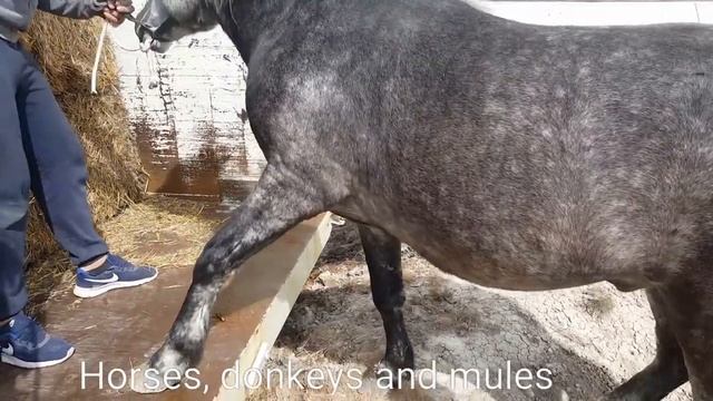 ПРИОБРЕЛИ ЖЕРЕБЦА ДОБРЫНЮ смотреть онлайн