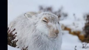 Как заяц зимой живёт