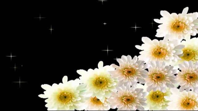 Daisies and Gerberas with the sparkles on a black background смотреть онлайн