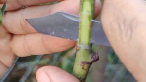 rose bud grafting _ прививка розы на шиповник
