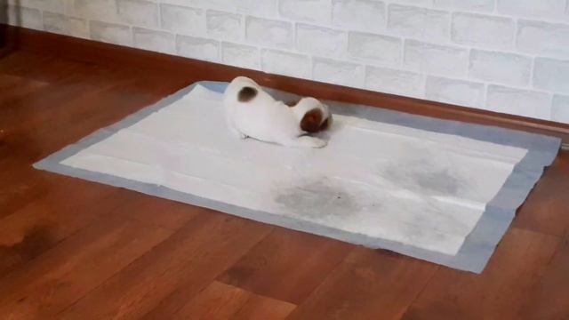 МНЕ ПОДАРИЛИ СОБАКУ! (Джек-Рассел-Терьер) смотреть онлайн