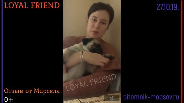 Мопс Марсель 1 год смотреть онлайн