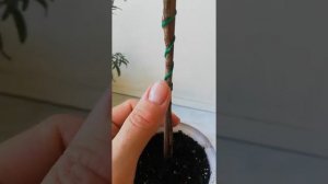 Как вырастить растение на штамбе?