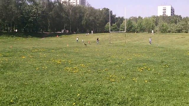 Гуров Сергей - уиппет Рой, дальность 20.05.12 (75,8 метров) смотреть онлайн