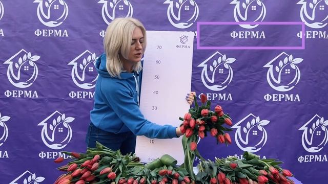 Мини обзор красных тюльпанов смотреть онлайн