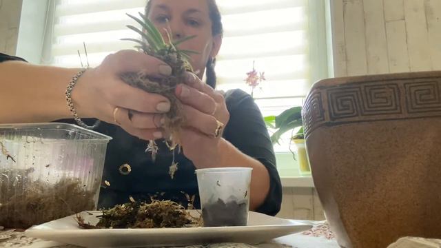 Пересадка Neofinetitia Kibana