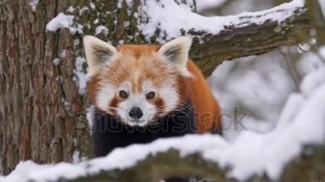 #NatGeoWild#WildAnimals#Discovery Red Panda (Ailurus Fulgens) In The Tree In Winter