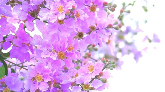 Lagerstroemia speciosa pink white flower bloom in the garden in autumn смотреть онлайн