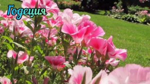 Цветы без рассады. Какие цветы посажу сразу в грунт.