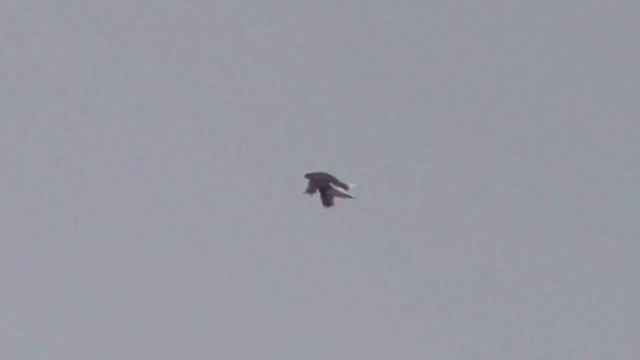 Сокол Сапсан Ястриб Тетеревятник с добычей в когтях. Falcon Peregrine Goshawk With Prey In Its Claw