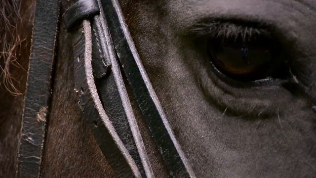 WoodKid - Run Boy Run (A Level Music Video) смотреть онлайн