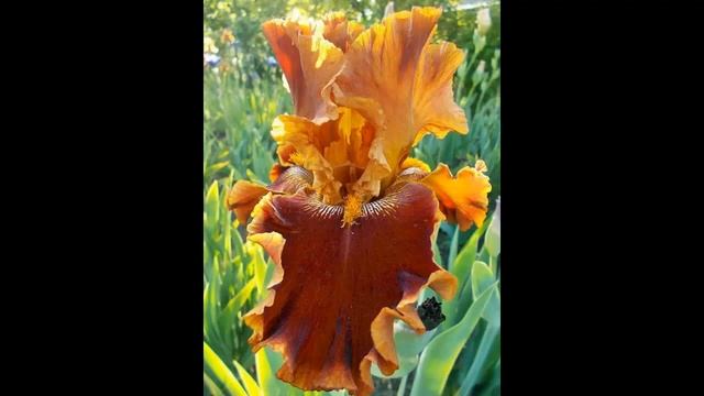 #Многолетники27 #Ирисы бородатые2 #Цветы для сада и бизнеса от Ольги Шевчук