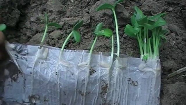 Посадка огурцов в июле. Осенний урожай огурцов. Сад и огород выпуск 269 смотреть онлайн