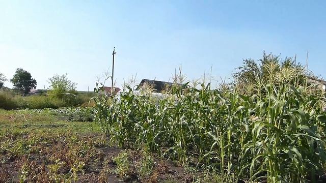 Как добыть еду в деревне/Картофельный пир/Жизнь в деревне смотреть онлайн