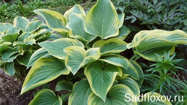 Гигантская хоста Виктори (Victory), самая большая хоста в моем саду смотреть онлайн