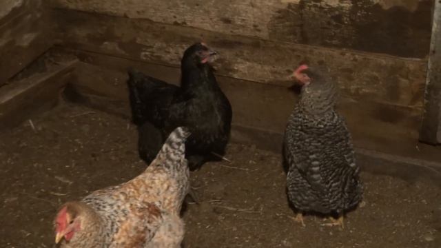 Куры молодки занеслись. смотреть онлайн