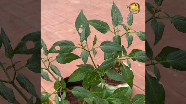 5 MAGICAL USES OF ASAFOETIDA IN GARDENING & FARMING смотреть онлайн