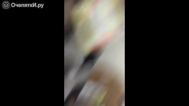 Люди звери, или куда мы катимся смотреть онлайн