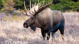 Дикие животные России (развивающее видео для детей)