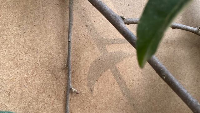 Elaeagnus umbellata (Elaeagnaceae) autumn-olive смотреть онлайн