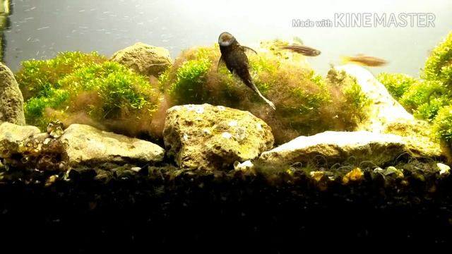 Как закрепить мох на дне аквариума при помощи синтепона часть 2/How to fix the moss on the bottom o смотреть онлайн