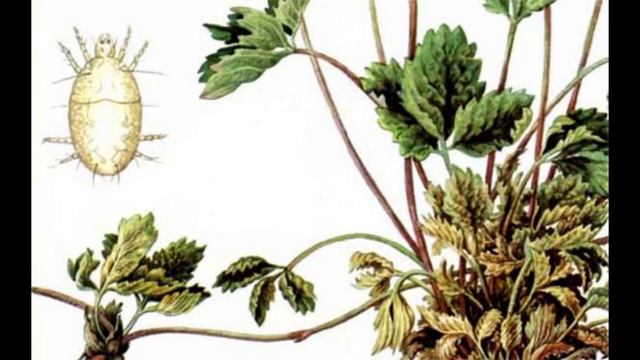 КЛЕЩ НА КЛУБНИКЕ. Как бороться и чем опасен?! смотреть онлайн