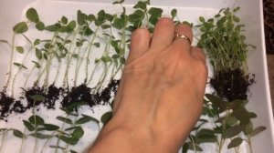 Львиный зев 28.03.18 Пикировка львиного зева