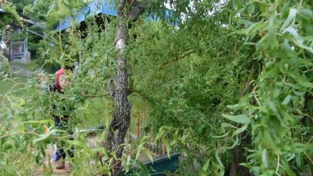 ЛАВАНДА и ШАЛФЕЙ на даче. Черенкование ИВЫ плетистой смотреть онлайн