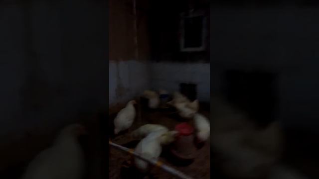 Геркулес кормление и содержание преимущество породы смотреть онлайн