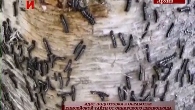 ИДЕТ ПОДГОТОВКА К ОБРАБОТКЕ ЕНИСЕЙСКОЙ ТАЙГИ ОТ СИБИРСКОГО ШЕЛКОПРЯДА смотреть онлайн