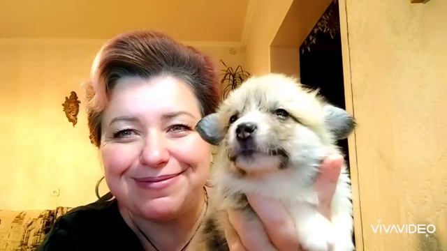 Представляем щенков сук вельш корги пемброк. Помет " V "от 22.10.23 Есть свободные щенки. смотреть онлайн