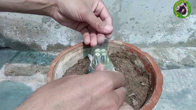 4 Multiple Grafting on One Desert Rose Plant With 100% Success | How To Graft Desert Rose смотреть онлайн