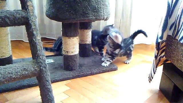BRITISH SHORTHAIR KITTENS PLAY смотреть онлайн
