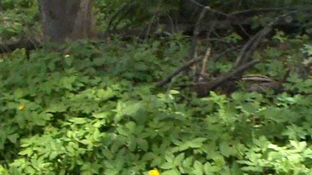 Санаторий МВД Березовая Роща.