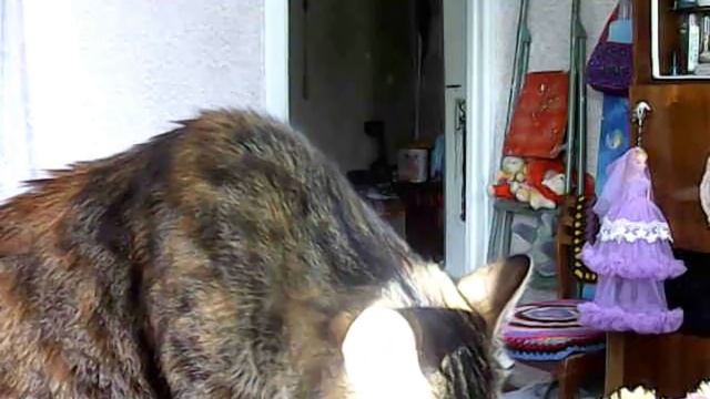 Мурлыка моя? смотреть онлайн