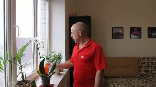 Подарили орхидею незнаю что с ней делать! смотреть онлайн