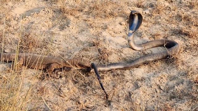 Black Cobra vs Monitor Lizard смотреть онлайн