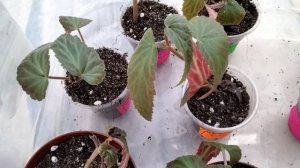 #248.Бегонии Беллеконии -от черенка до цветения. Мой опыт.