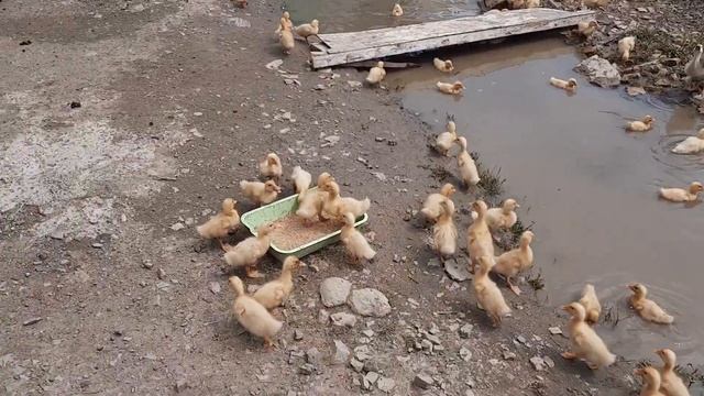 Малое фермерское хозяйство смотреть онлайн