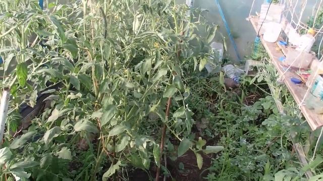 Огурцы от компании Седэк F1 Изумрудный поток Оказались не самоопыляемыми. смотреть онлайн