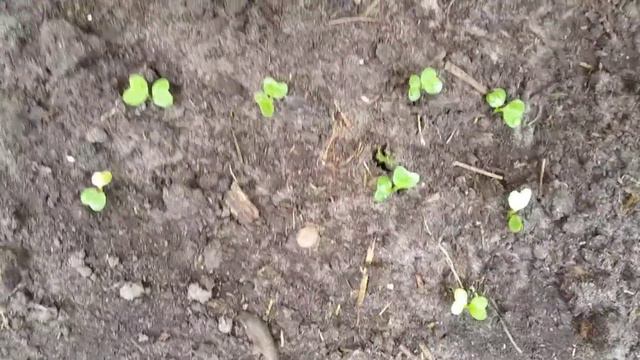 Уплотненные посевы.#сеемлук #лукбатум #лукназелень. смотреть онлайн