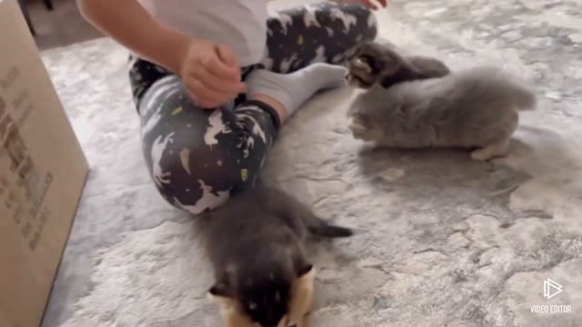 Шотландские котята рождены 11.05.2023г. Продаются самые милейшие котятки! Котята готовы к брони. смотреть онлайн