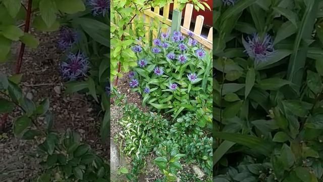 Мой цветник. Май. Горный василек смотреть онлайн