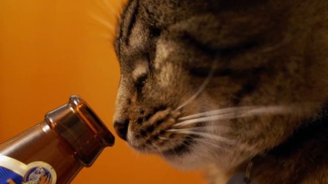 Советы для владельцев кошек и собак