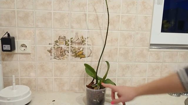 Как правильно обрезать орхидею смотреть онлайн